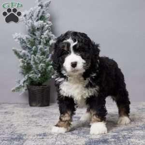 Asher, Mini Bernedoodle Puppy